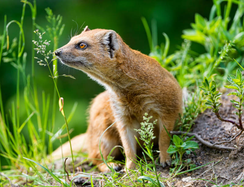 Мангуст: бесстрашный охотник на змей