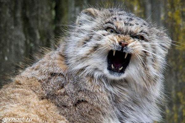 Манул-дикая кошка-описание-особенности-образа-образа-и-среды обитания-10