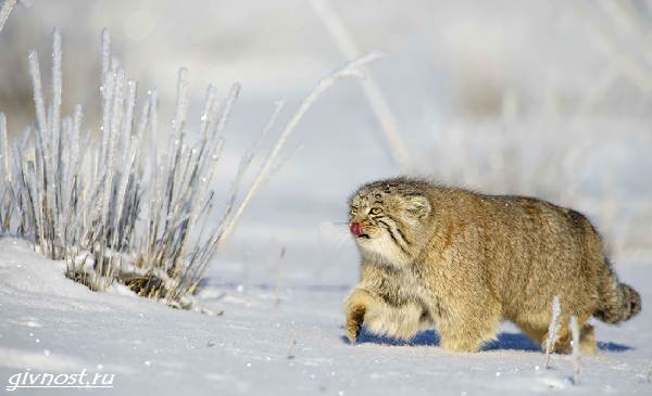 Манул-дикая кошка-описание-особенности-образа-образа-и-среды обитания-11