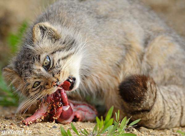 Манул-дикая кошка-описание-особенности-образа-образа-и-среды обитания-7