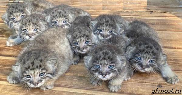 Манул-дикая кошка-описание-особенности-образа-образа-и-среды обитания-8