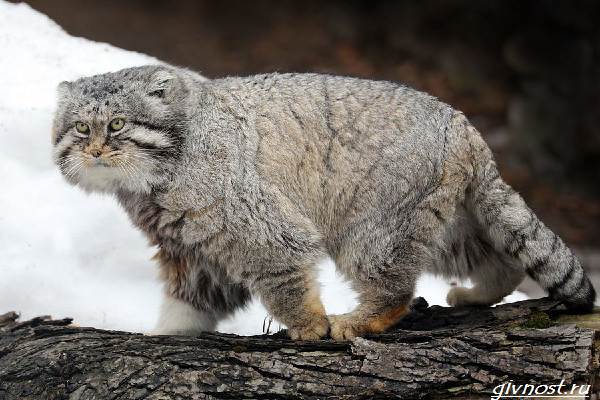 Манул-дикая кошка-описание-особенности-образа-образа-и-среды обитания-9