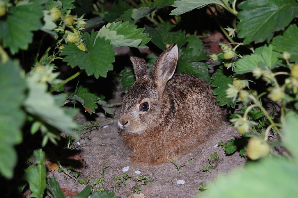 Сходства между зайцем-беляком и зайцем-русаком