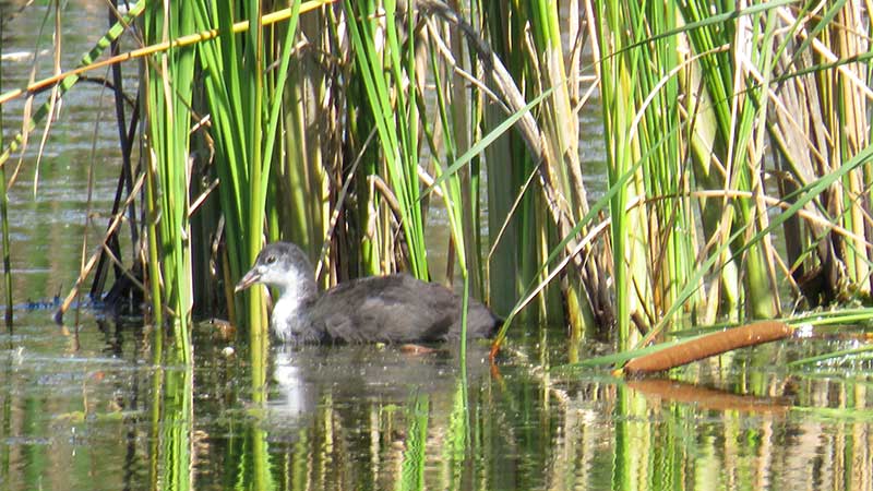 Лысуха - это не утка, а птица из семейства пастушковых