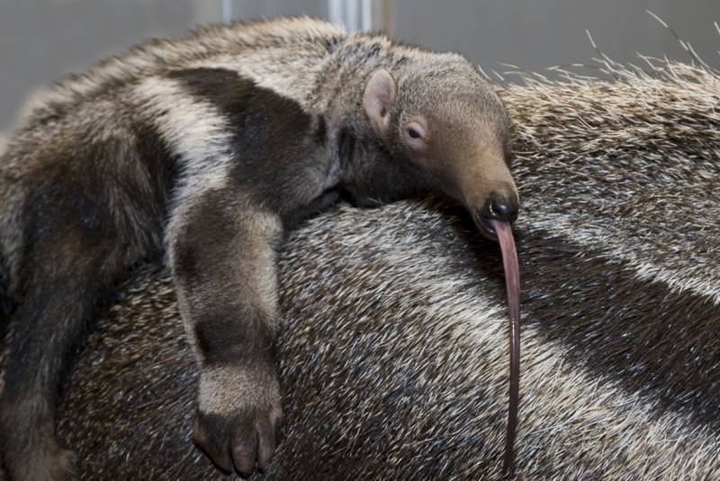 Необычные животные с самыми большими носами