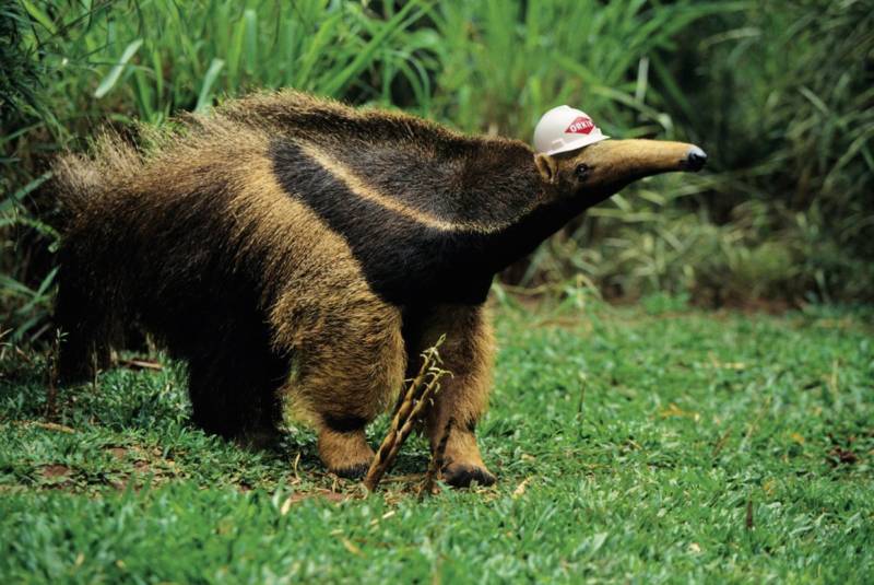 Необычные животные с самыми большими носами