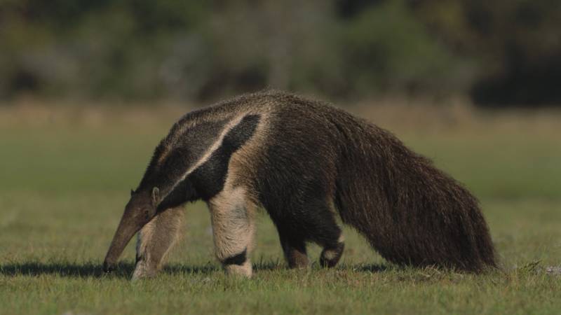 Необычные животные с самыми большими носами
