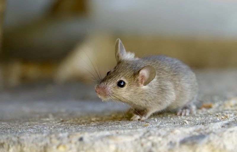 Мышь - описание, как выглядит, питание, виды и класс животных