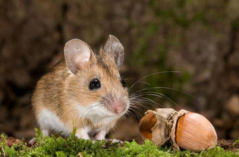 Мышь - описание, как выглядит, питание, виды и класс животных