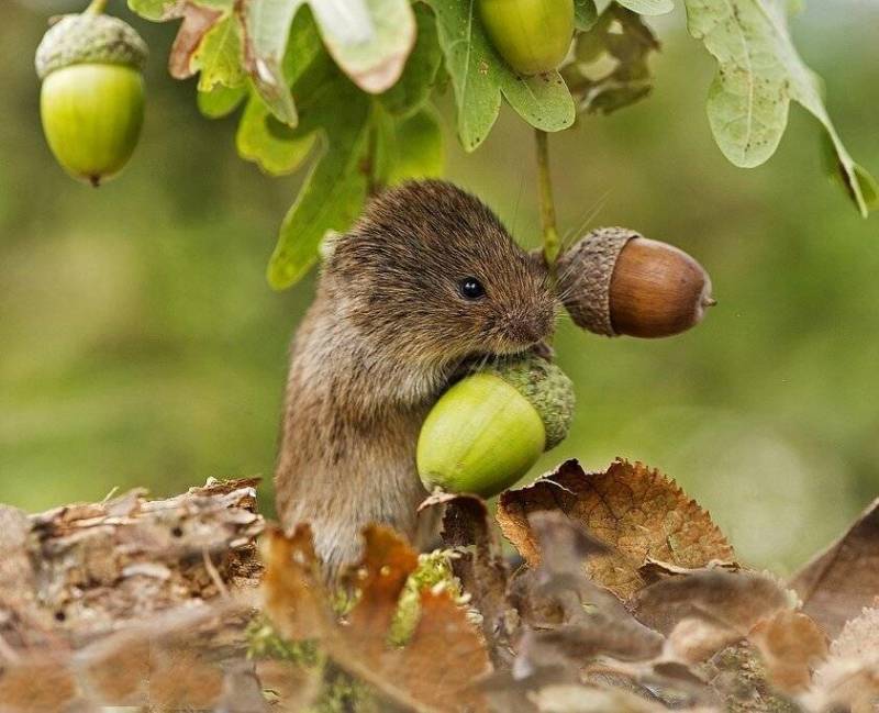 Мышь - описание, как выглядит, питание, виды и класс животных