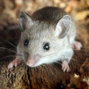мыш-6-300x300.jpg