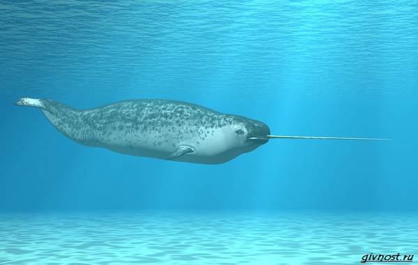 Нарвал-животное-единорог-описание-особенности-образа-образа-и-среды обитания-1