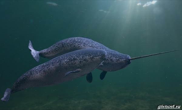 Нарвал-животное-единорог-описание-особенности-образа-образа-и-среды обитания-2