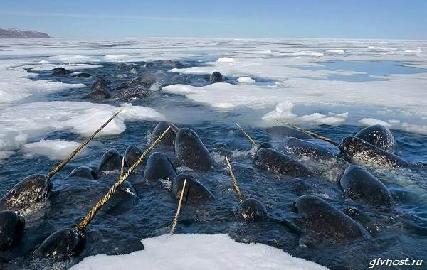 Нарвал-животное-единорог-описание-особенности-образа жизни-и-среда обитания-3
