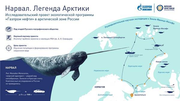 Нарвал-животное-единорог-описание-особенности-образа-образа-и-среды обитания-9