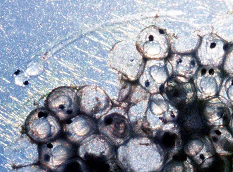 Какая бывает сельдь: названия, разновидности, интересные факты