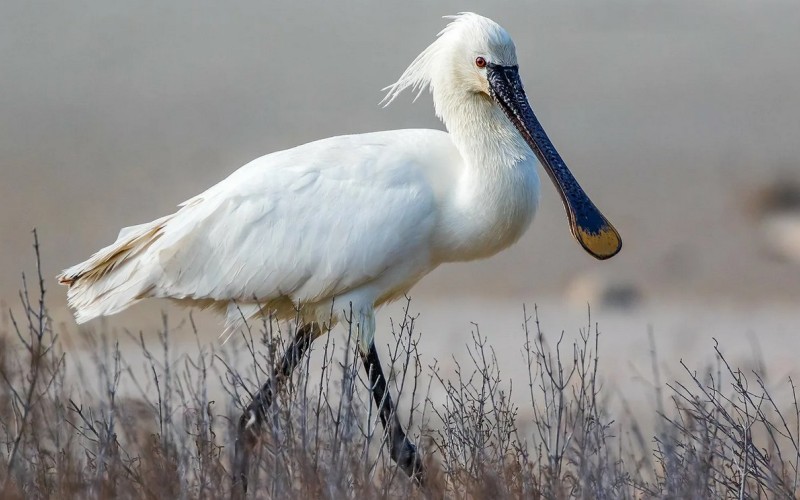 Птица обыкновенная колпица Птица обыкновенная колпица