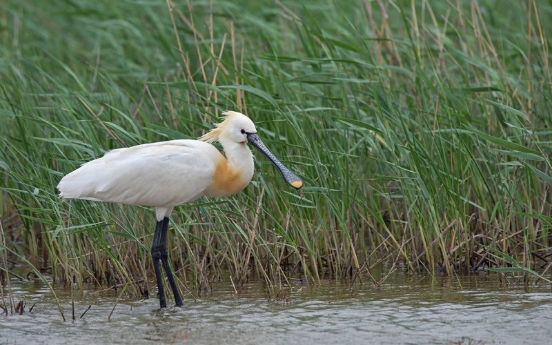 Стоит в воде Стоит в воде