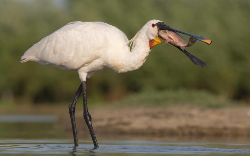 Ест рыбу Ест рыбу