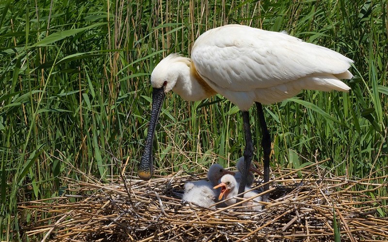 С птенцами С птенцами