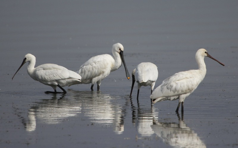Стая колпиц Стая колпиц