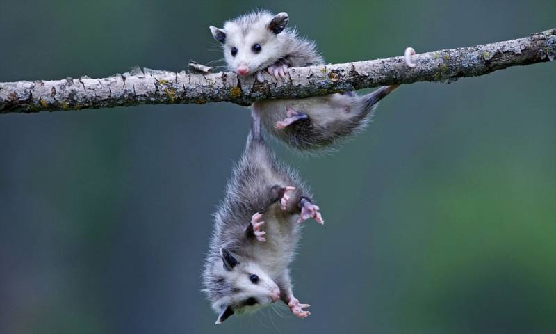 Опоссум – виды, описание, ареал обитания, питание, размножение