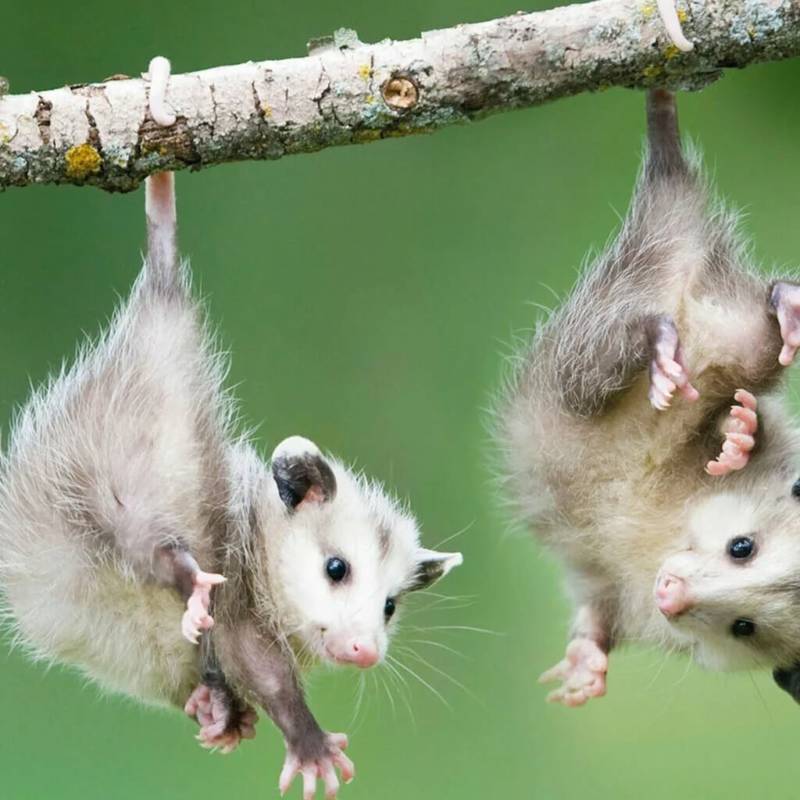 Опоссум – виды, описание, ареал обитания, питание, размножение