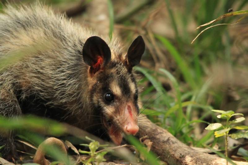 Опоссум – виды, описание, ареал обитания, питание, размножение