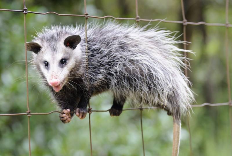 Опоссум – виды, описание, ареал обитания, питание, размножение