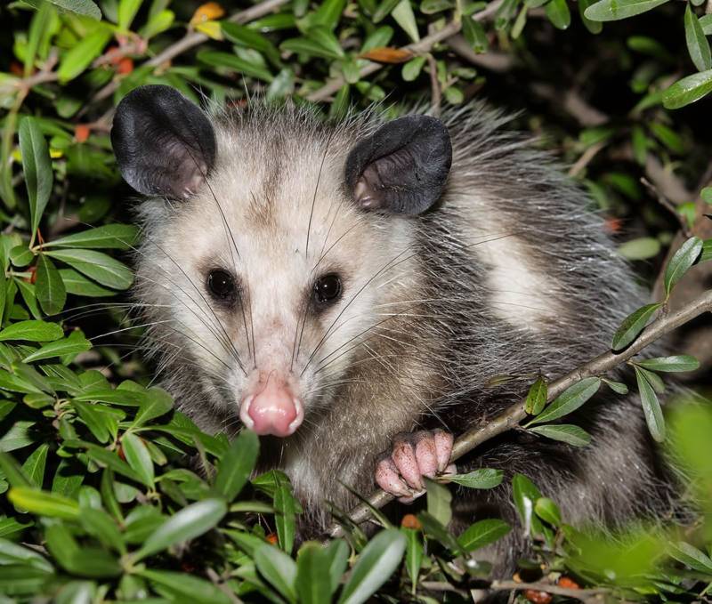 Опоссум – виды, описание, ареал обитания, питание, размножение