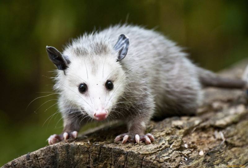 Опоссум – виды, описание, ареал обитания, питание, размножение