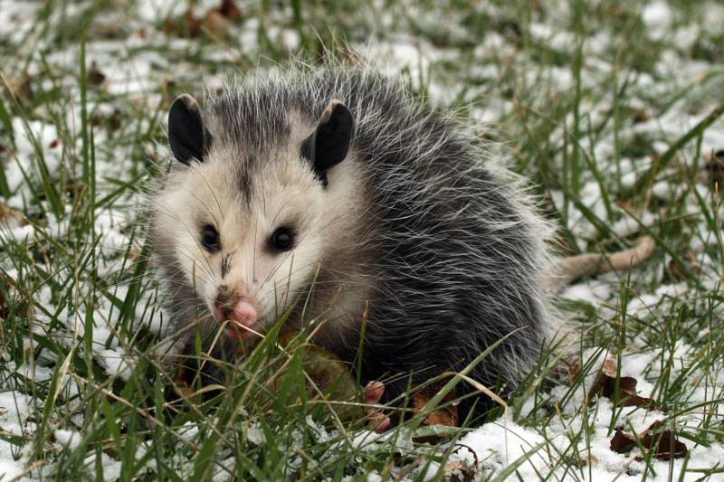 Опоссум – виды, описание, ареал обитания, питание, размножение