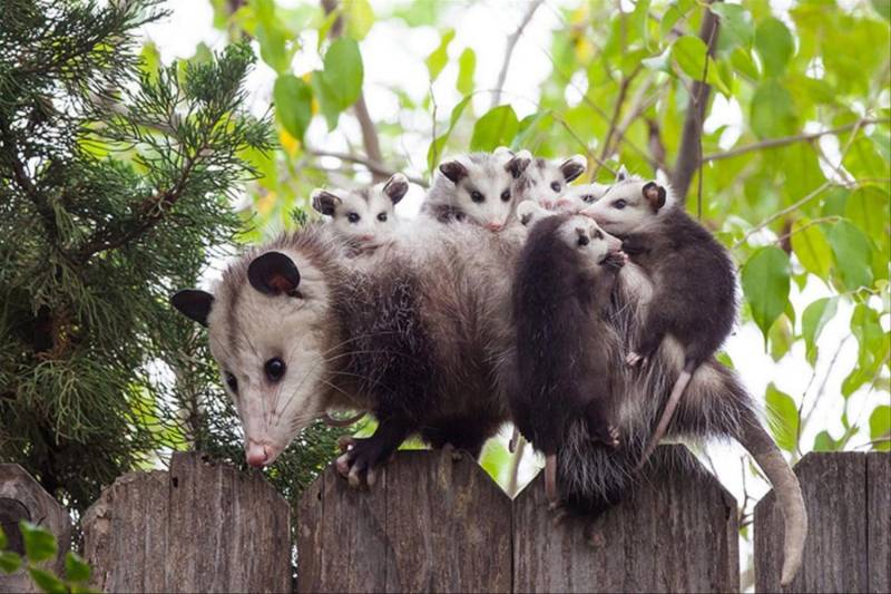 Опоссум – виды, описание, ареал обитания, питание, размножение