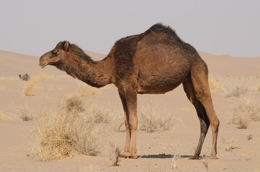 Одногорбый верблюд