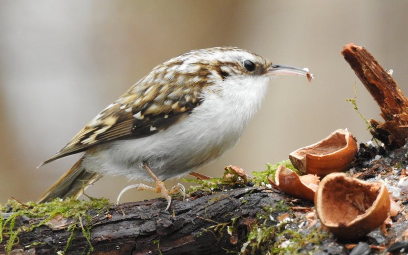 ешьте арахис ешьте арахис