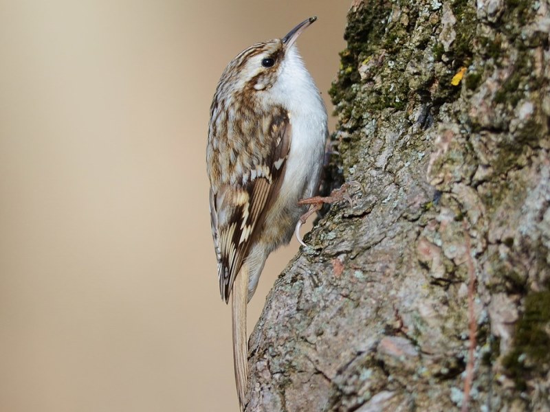 Сядьте на дерево Сядьте на дерево