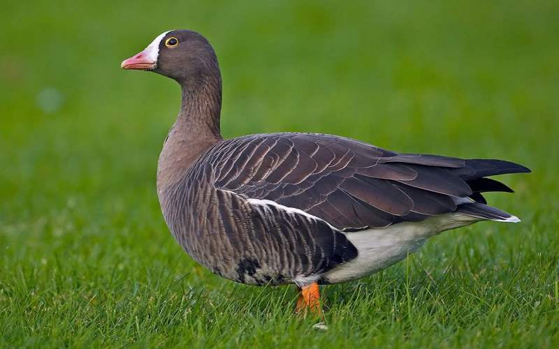 Гусь пискулька Гусь пискулька