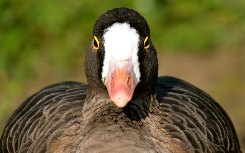 Голова дикого гуся Голова дикого гуся