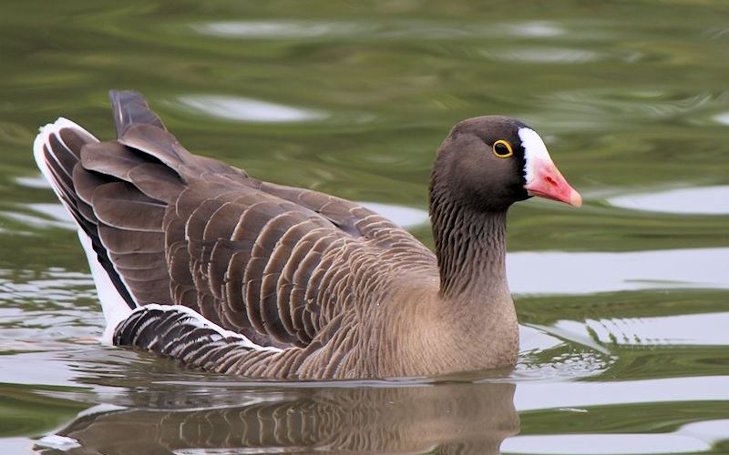 В воде В воде