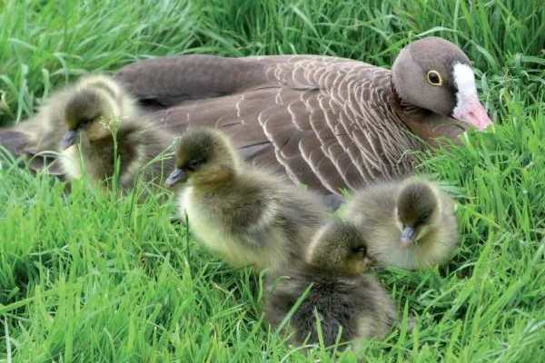 Птенцы пискульки Птенцы пискульки