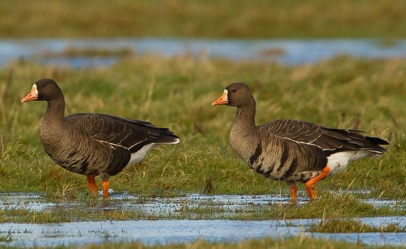 Гуси ходят по воде Гуси ходят по воде