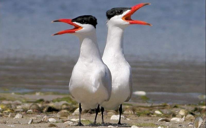 Птицы кричат