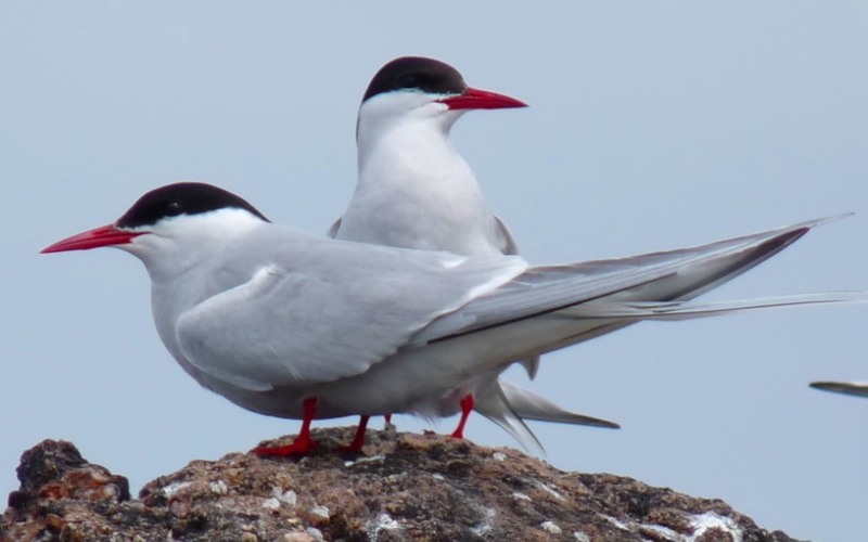 Рекордсмены среди птиц