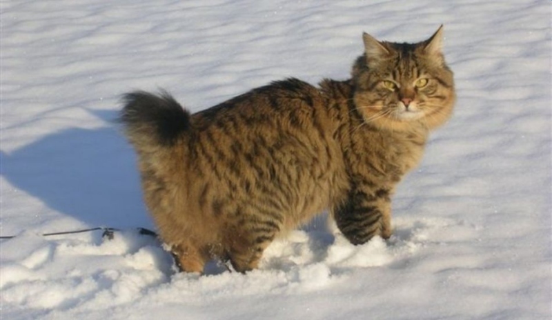 Курильский бобтейл