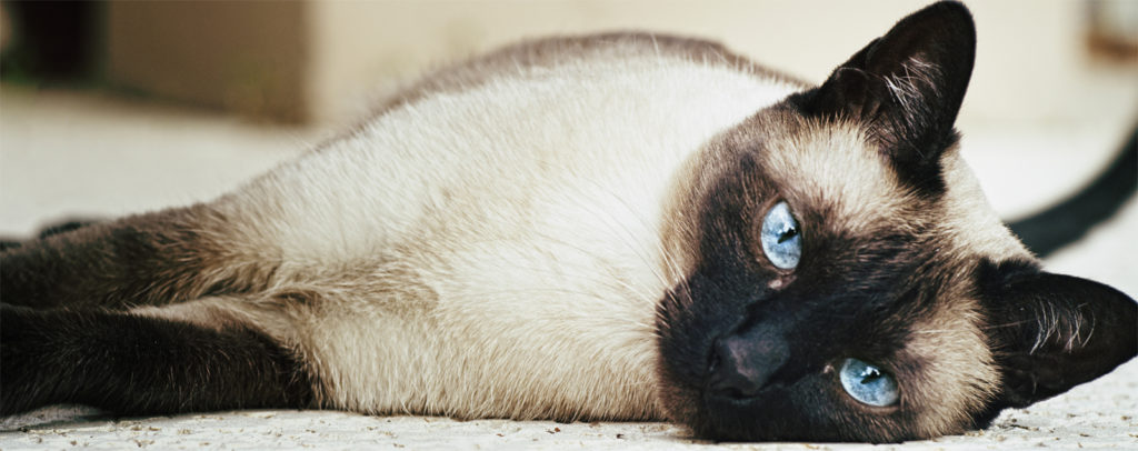 Тайский кот