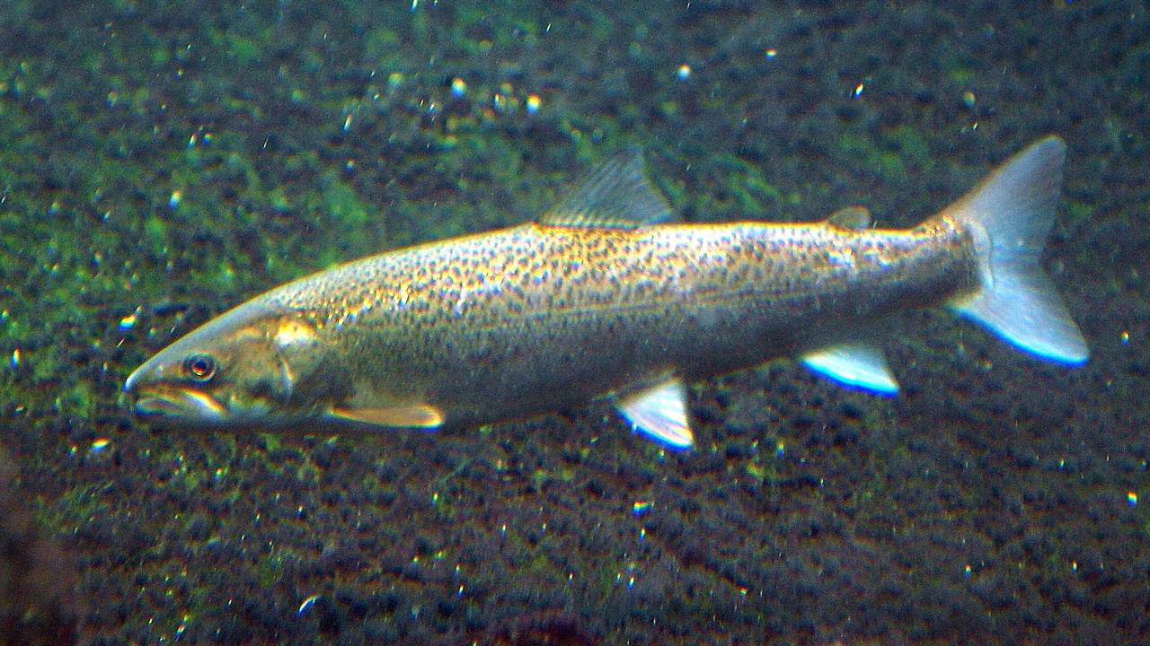 Сахалинский таймень — самое редкое животное России, фото