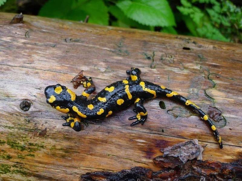 Саламандра - описание земноводного, где обитает, чем питается хвостатая, огненная, огромная саламандра