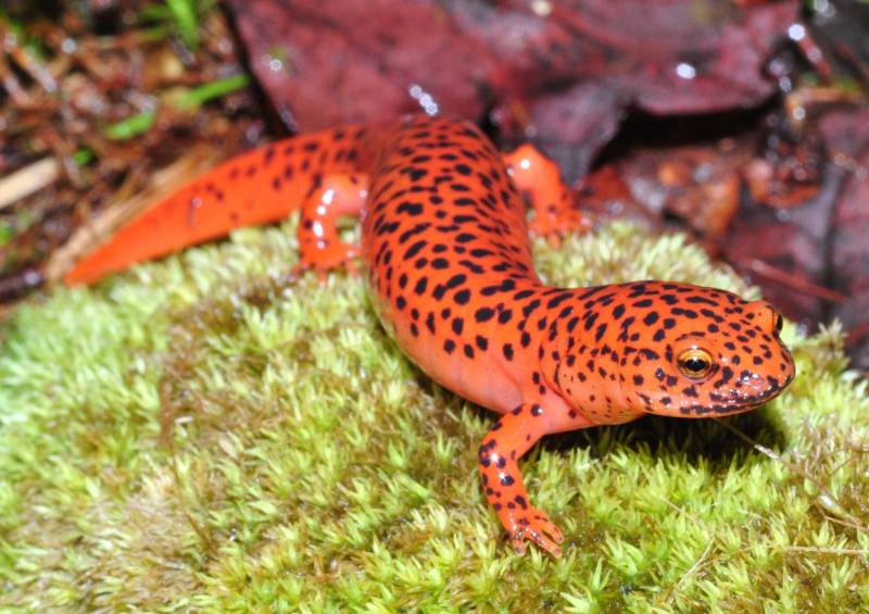 Саламандра - описание земноводного, где обитает, чем питается хвостатая, огненная, огромная саламандра