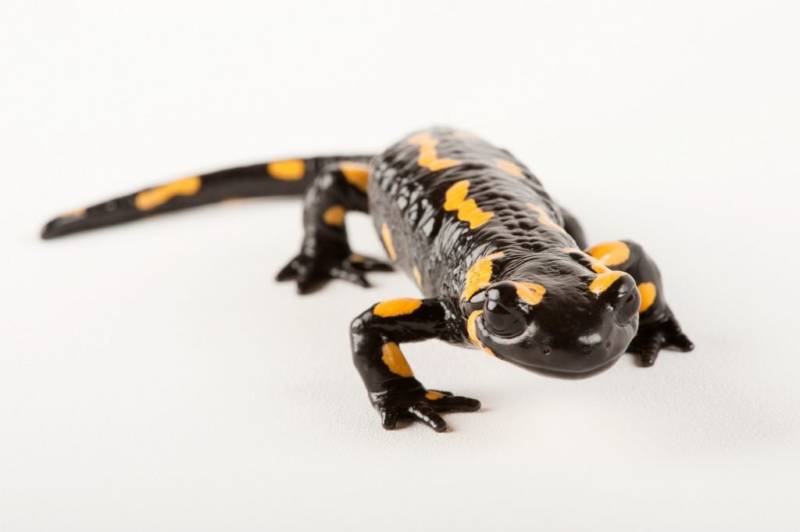 Саламандра - описание земноводного, где обитает, чем питается хвостатая, огненная, огромная саламандра