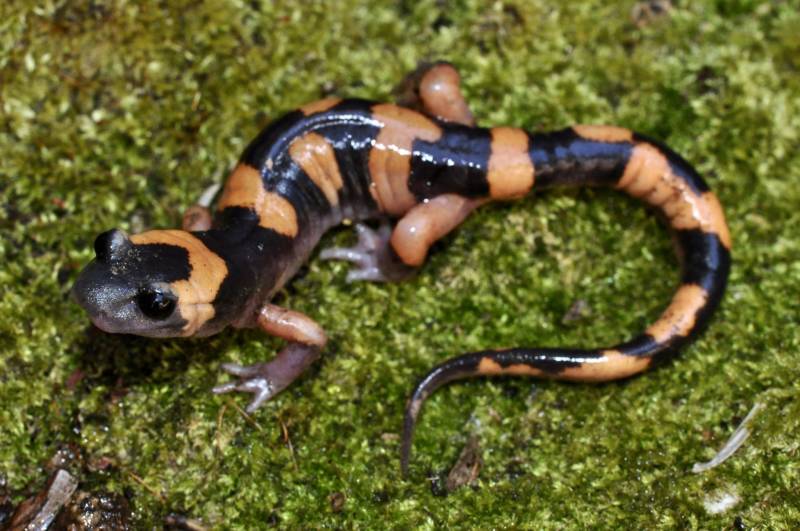 Саламандра - описание земноводного, где обитает, чем питается хвостатая, огненная, огромная саламандра